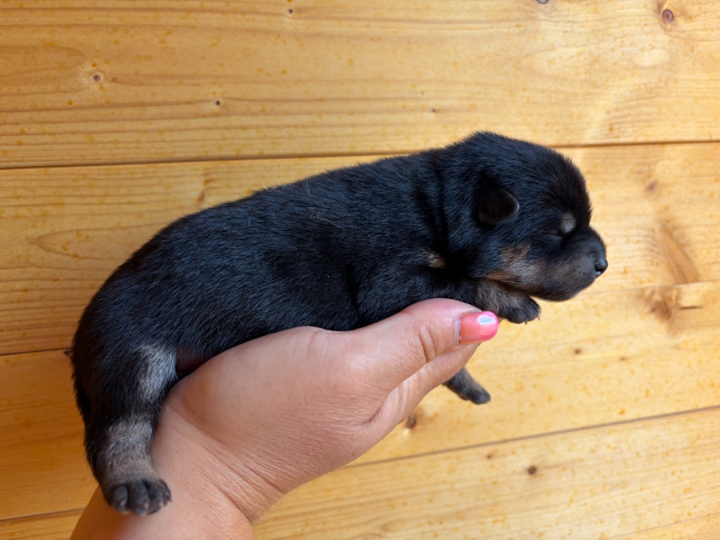 Du Charme D’Argent - Chiots disponibles - Shiba