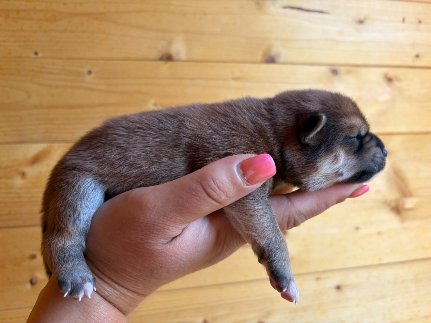 Du Charme D’Argent - Chiots disponibles - Shiba