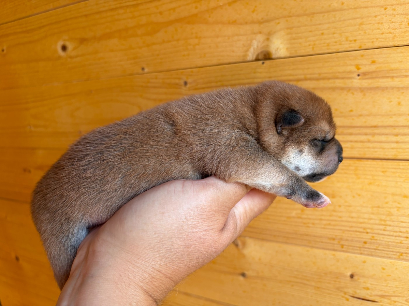 Du Charme D’Argent - Chiots disponibles - Shiba