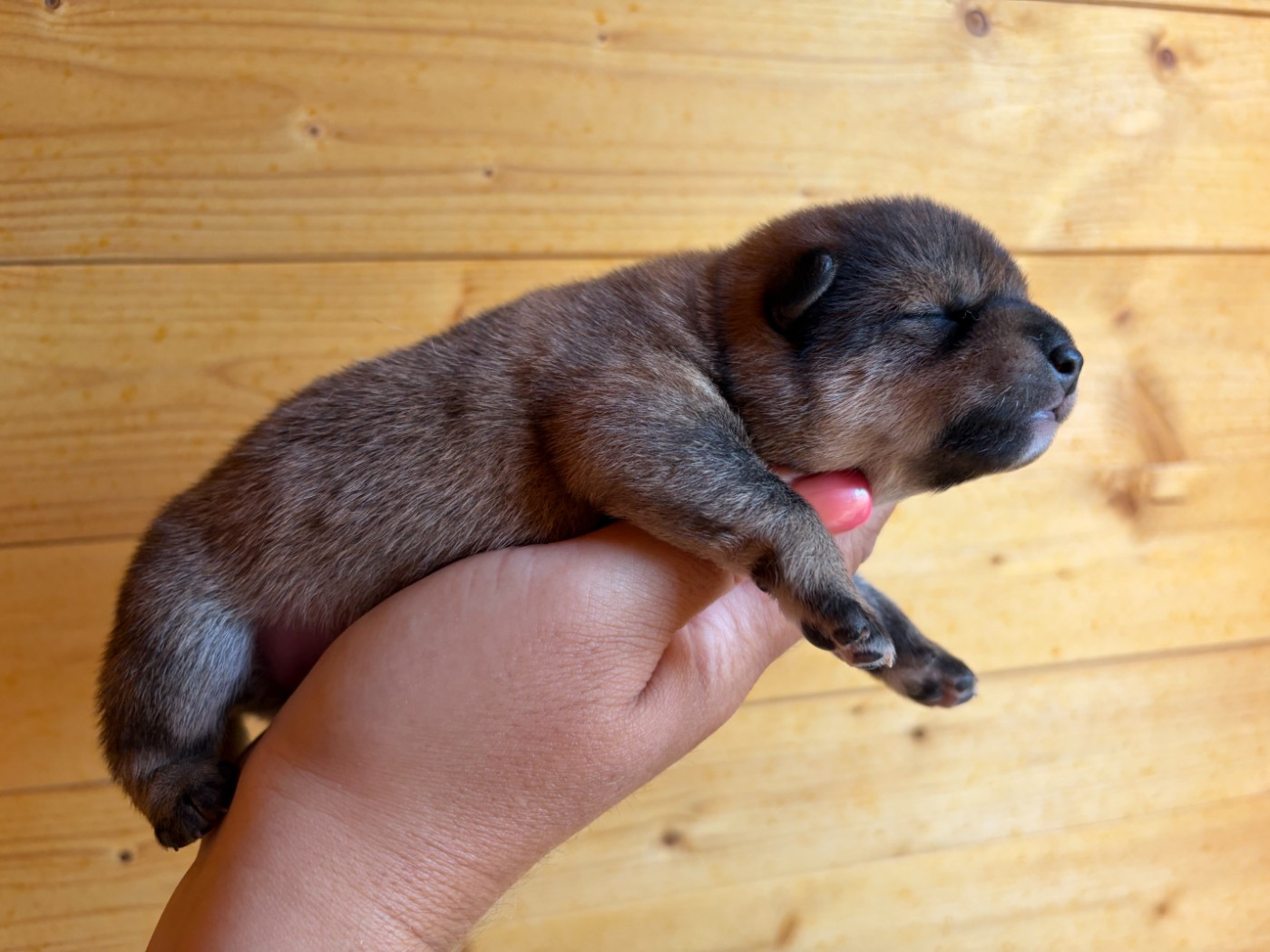 Du Charme D’Argent - Chiots disponibles - Shiba