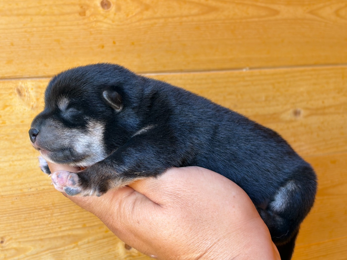 Du Charme D’Argent - Chiots disponibles - Shiba