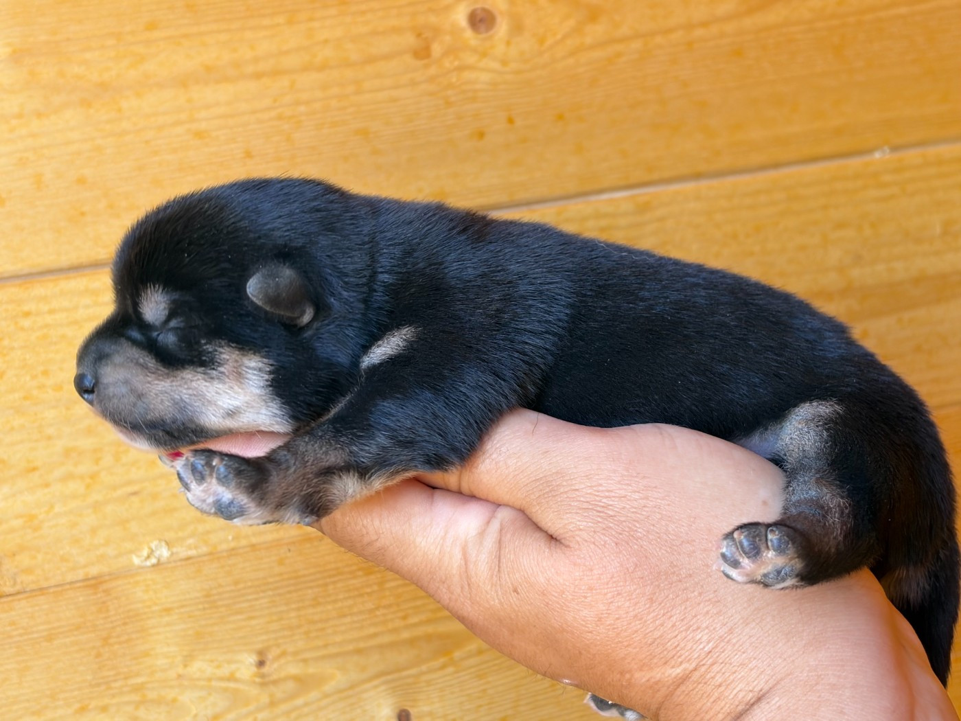 Du Charme D’Argent - Chiots disponibles - Shiba