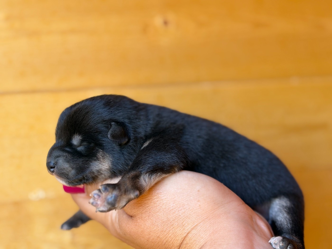 Du Charme D’Argent - Chiots disponibles - Shiba