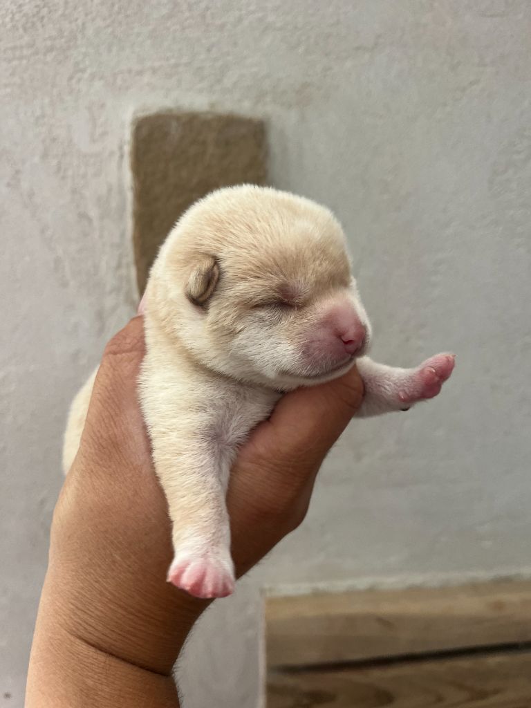 Du Charme D’Argent - Chiots disponibles - Shiba