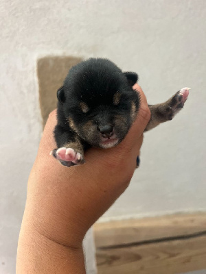 Chiot NF