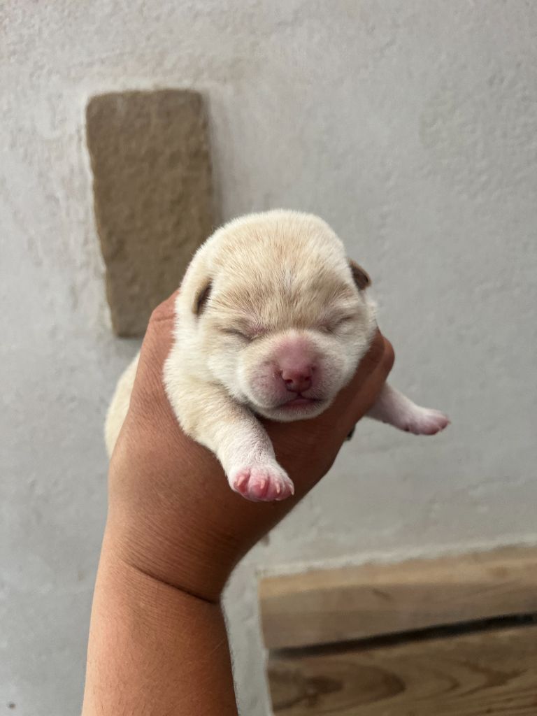 Du Charme D’Argent - Chiots disponibles - Shiba