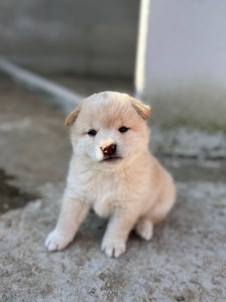 Du Charme D’Argent - Chiots disponibles - Shiba