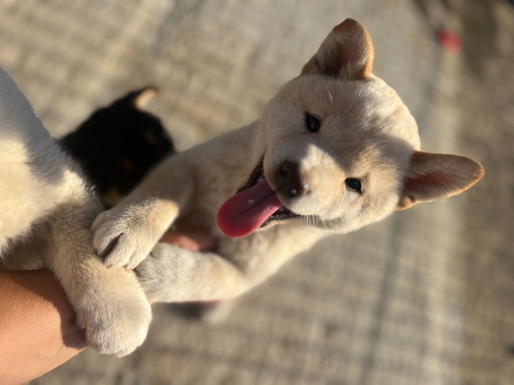 Du Charme D’Argent - Chiots disponibles - Shiba
